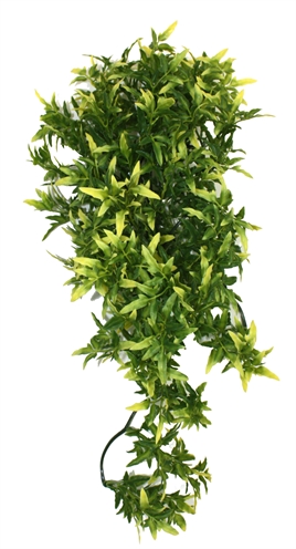 KOMODO\u0020CROTON\u0020PLANT\u002040\u0020CM