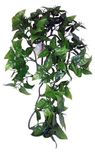 KOMODO\u0020PHILODENDRON\u0020PLANT\u002030\u0020CM