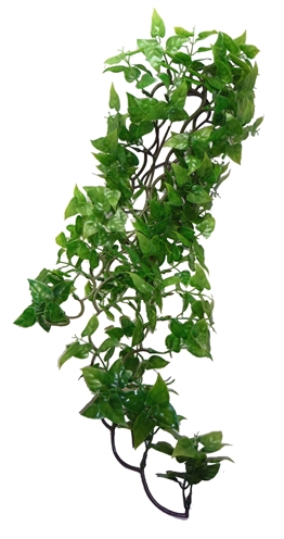 KOMODO\u0020PHILODENDRON\u0020PLANT\u002060\u0020CM