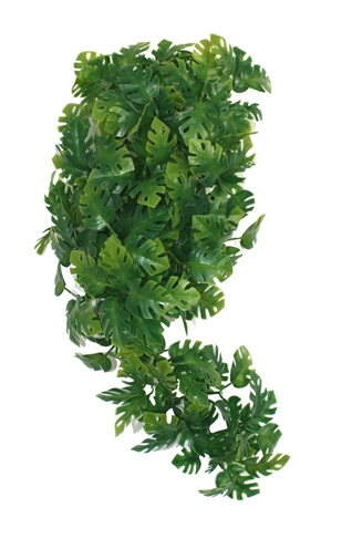 KOMODO\u0020PLANT\u0020SPLIT\u0020PHILODENDRON\u002030\u0020CM