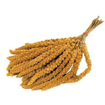 PRESTIGE  TROSGIERST 300 GR