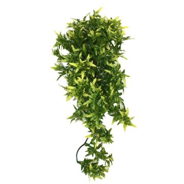 KOMODO CROTON PLANT 40 CM