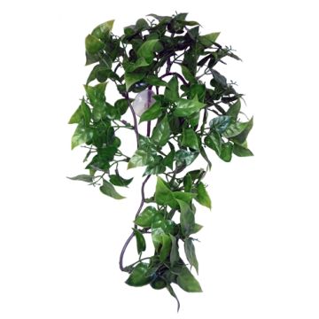 KOMODO PHILODENDRON PLANT 30 CM