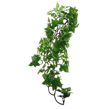 KOMODO PHILODENDRON PLANT 60 CM