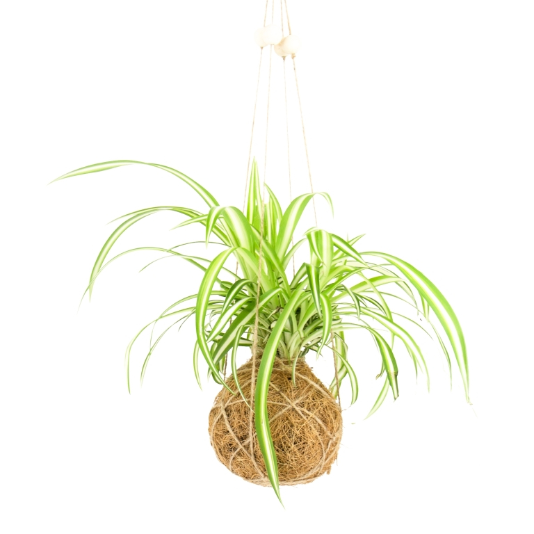 Gift\u0020Republic\u0020DIY\u0020\u002D\u0020De\u0020Kunst\u0020van\u0020Kokedama