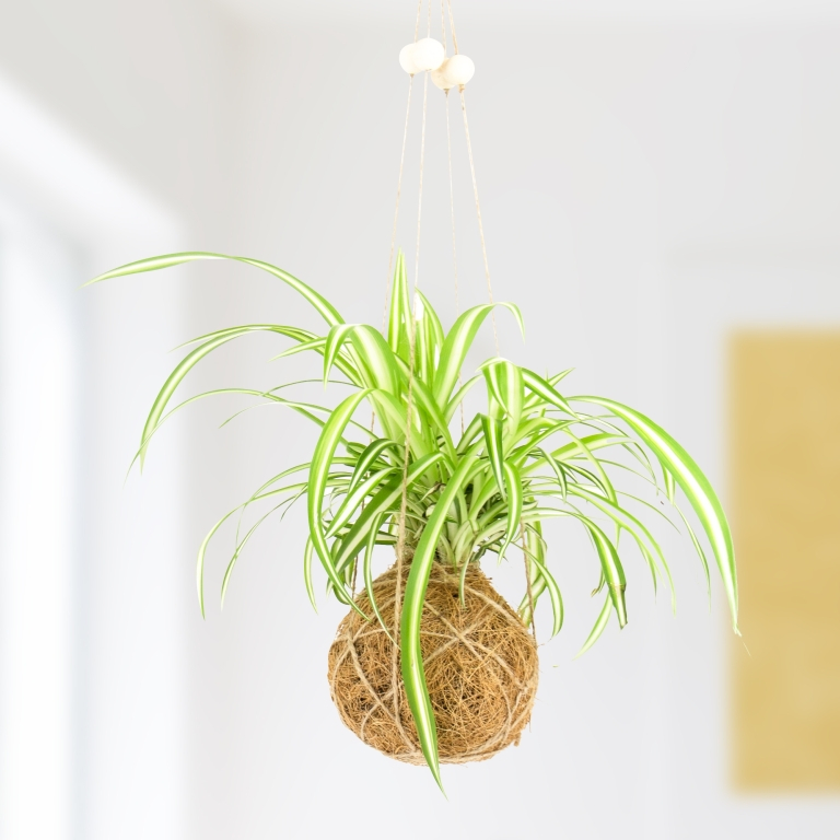 Gift\u0020Republic\u0020DIY\u0020\u002D\u0020De\u0020Kunst\u0020van\u0020Kokedama