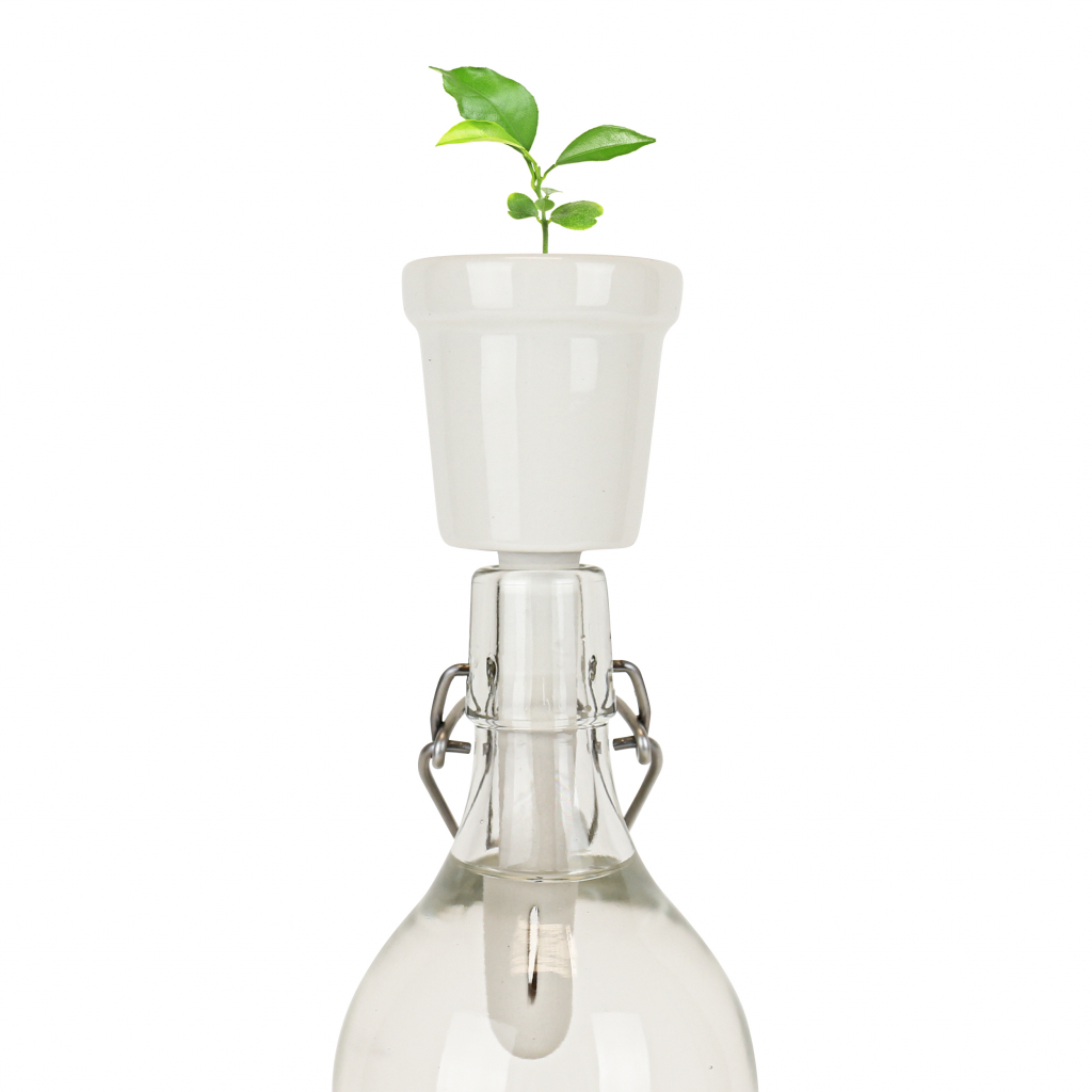Gift\u0020Republic\u0020Botanische\u0020Flessen\u0020\u002D\u0020Bonsai\u0020Boom