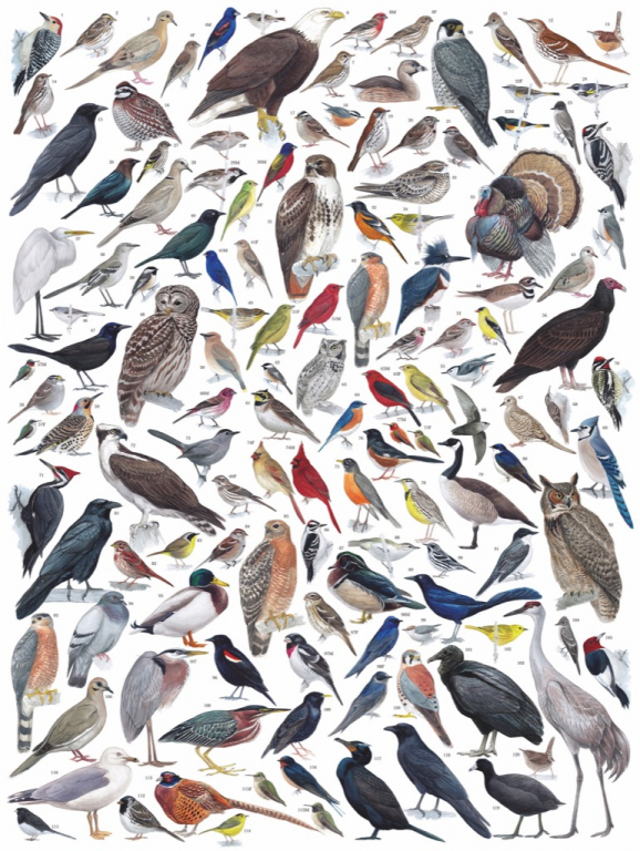 New\u0020York\u0020Puzzle\u0020Vogels\u0020van\u0020Oost\u002D\u002FCentraal\u0020Amerika\u00201000\u0020st.