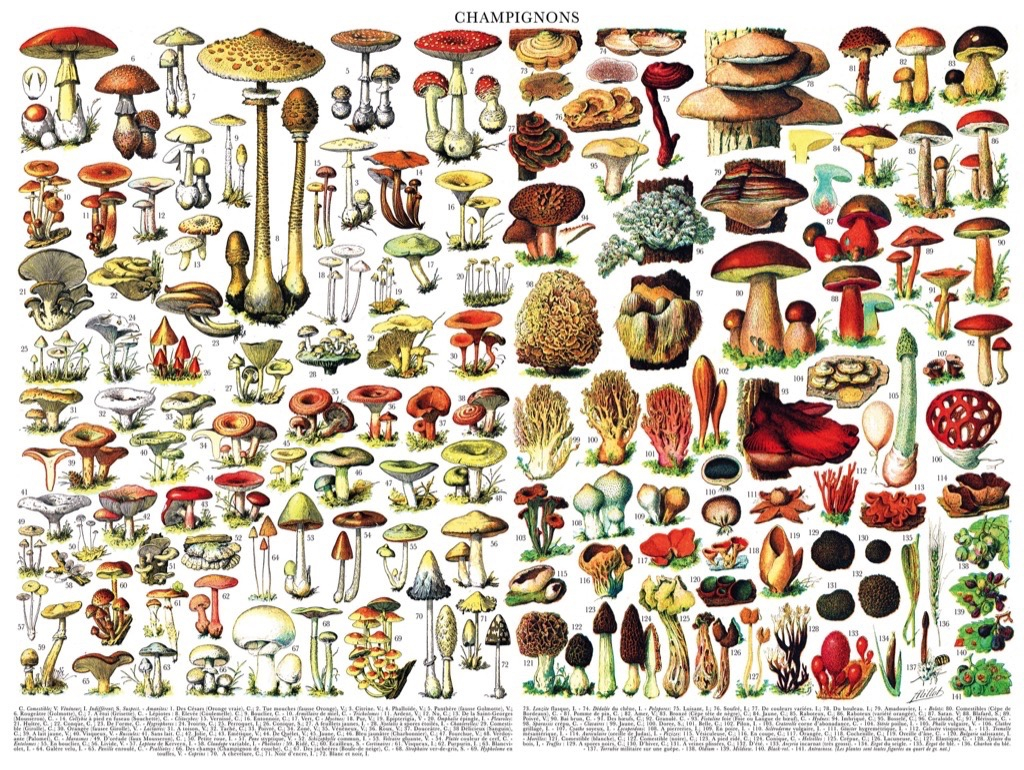 New\u0020York\u0020Puzzle\u0020Company\u0020Paddenstoelen\u0020\u007E\u0020Champignons\u0020\u002D\u00201000\u0020stukjes