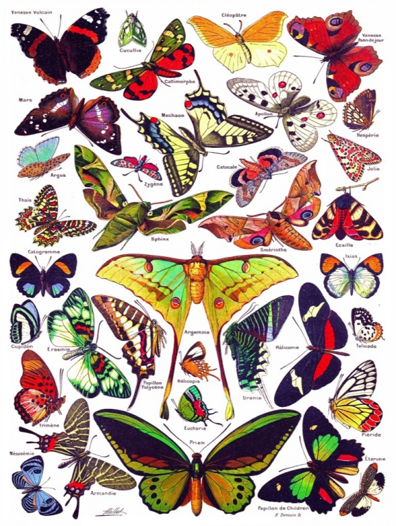 New\u0020York\u0020Puzzle\u0020Company\u0020Butterflies\u007EPapillons\u0020\u002D\u00201000\u0020stukjes