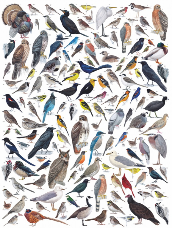 New\u0020York\u0020Puzzle\u0020Company\u0020Vogels\u0020van\u0020West\u002DAmerika\u0020\u002D\u00201000\u0020stukjes