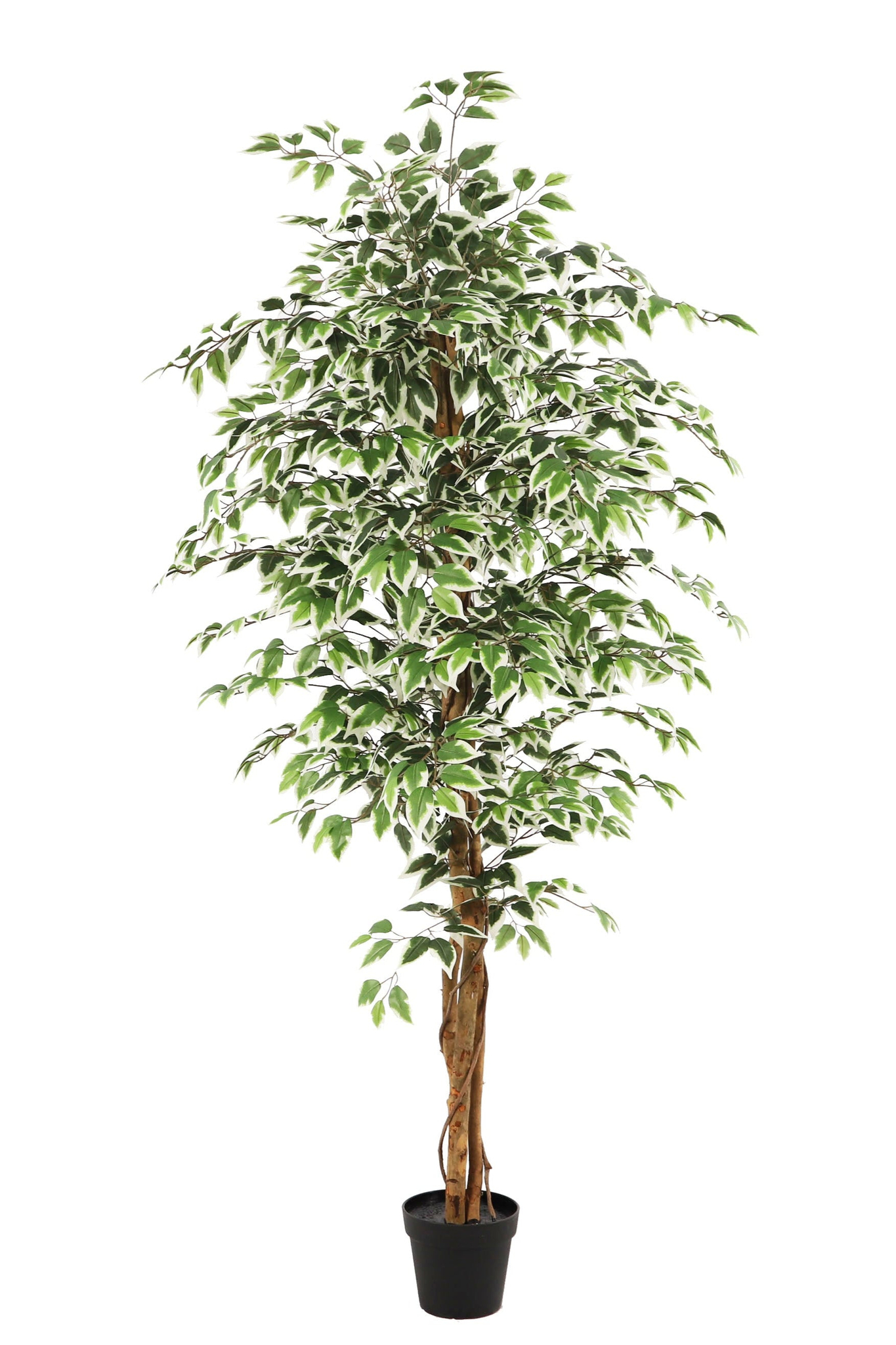 Kunstplant\u0020Ficus\u0020groen\u0020180cm