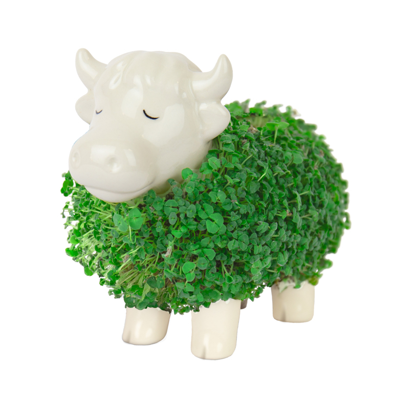 Gift\u0020Republic\u0020Plantenpot\u0020met\u0020chiazaden\u0020\u002D\u0020Schotse\u0020Hooglander Gift\u0020Republic\u0020Plantenpot\u0020met\u0020chiazaden\u0020\u002D\u0020Schotse\u0020Hooglander