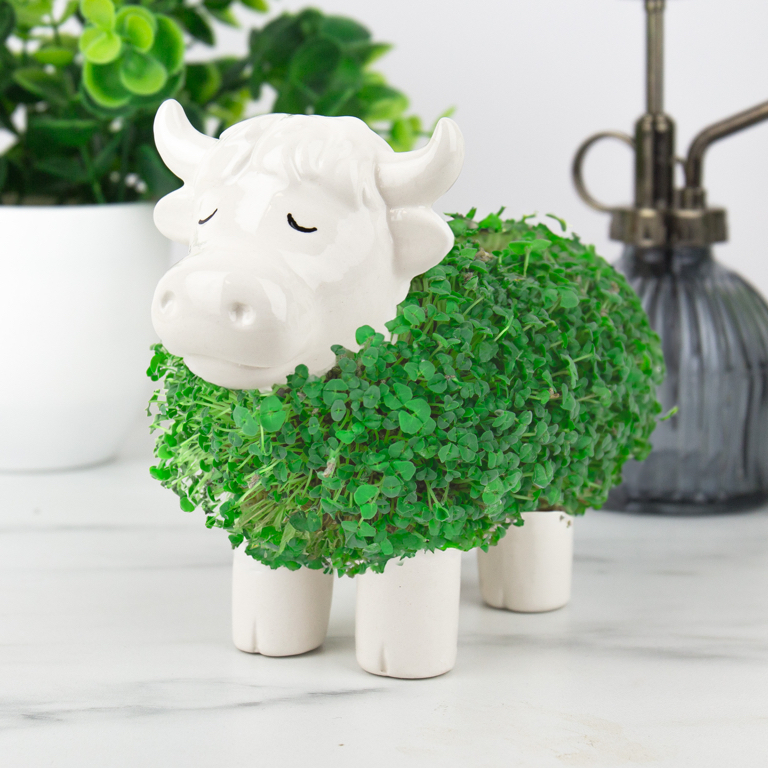 Gift\u0020Republic\u0020Plantenpot\u0020met\u0020chiazaden\u0020\u002D\u0020Schotse\u0020Hooglander Gift\u0020Republic\u0020Plantenpot\u0020met\u0020chiazaden\u0020\u002D\u0020Schotse\u0020Hooglander